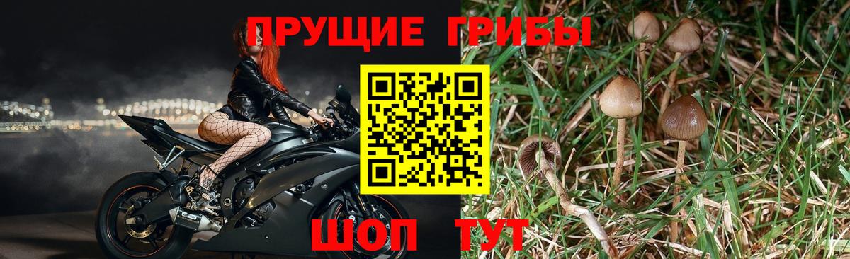 Псилоцибиновые грибы Psilocybe  Вход с VPN  Егорьевск 